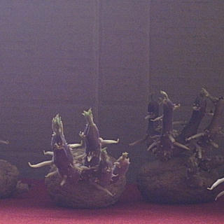 Bored potatoes